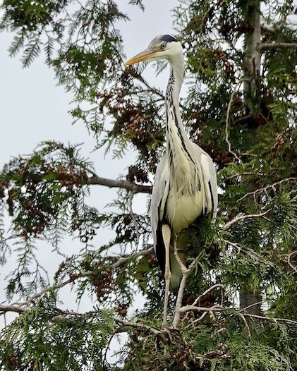 grey heron